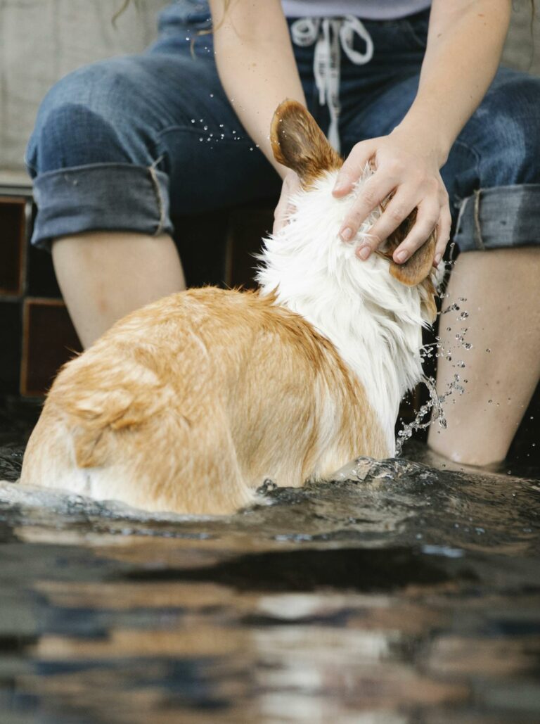 Crop owner caressing Welsh Corgi in swimming pool