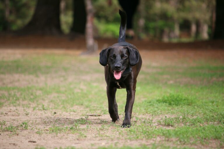 Obedient dog walking in green forest on sunny day